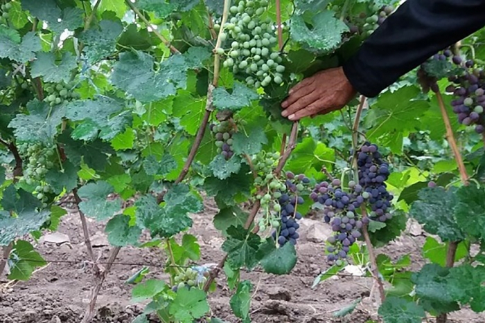 Осколок виноградной лозы