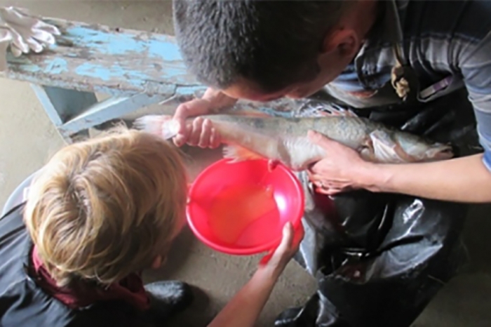 M&eacute;thodes technologiques pour l'obtention de mat&eacute;riel de plantation de poisson et la pisciculture commerciale de perche de brochet