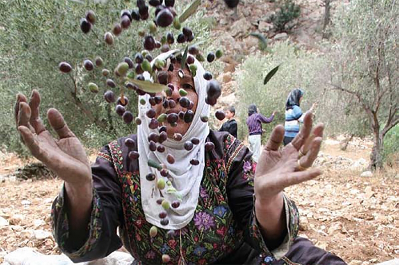 Coopérative Kufr Abboush pour l&amp;#39;huile d&amp;#39;olive extra vierge en Palestine