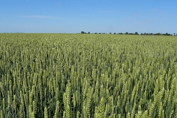 Utilisation du &laquo;bl&eacute; Novum&raquo; dans l'alimentation animale