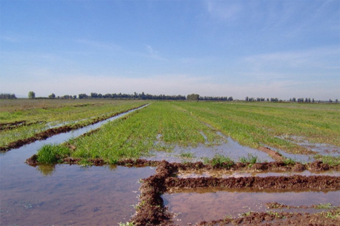 Irrigation de d&eacute;ficit