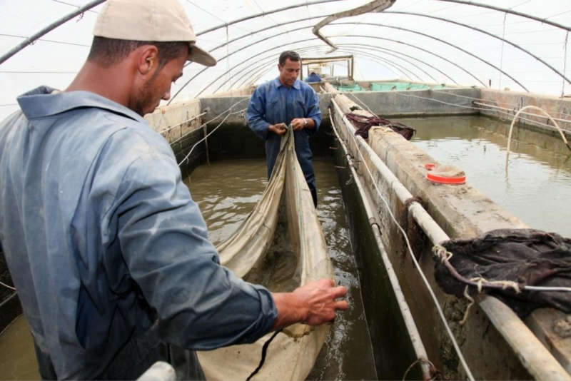 Food Security: Fish Culture Development for Africa