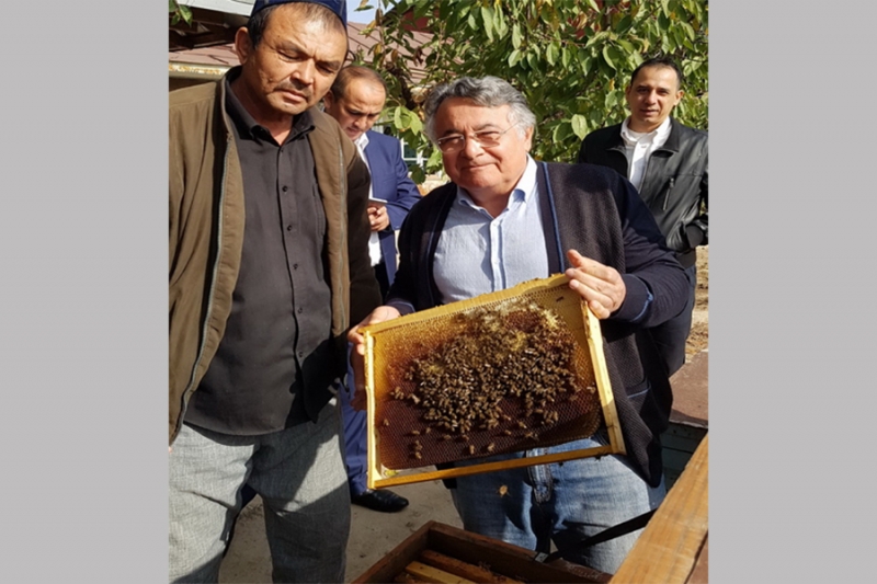 Bee colony support management system