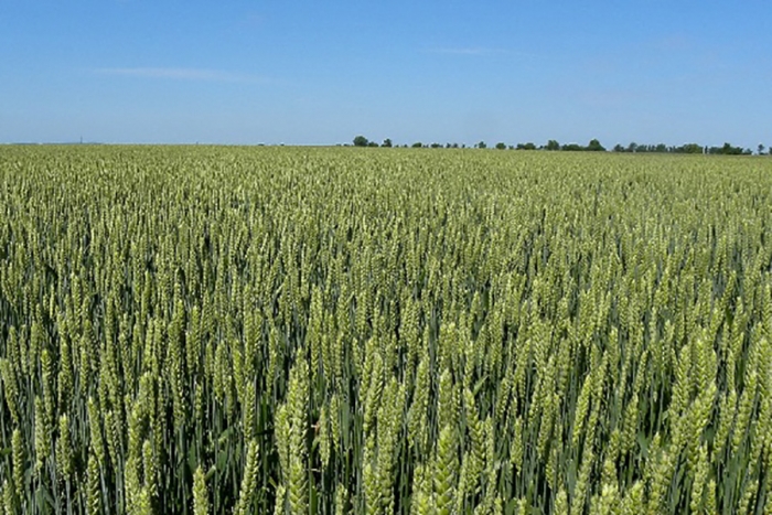 Использование &laquo;Novum wheat&raquo; в кормлении животных