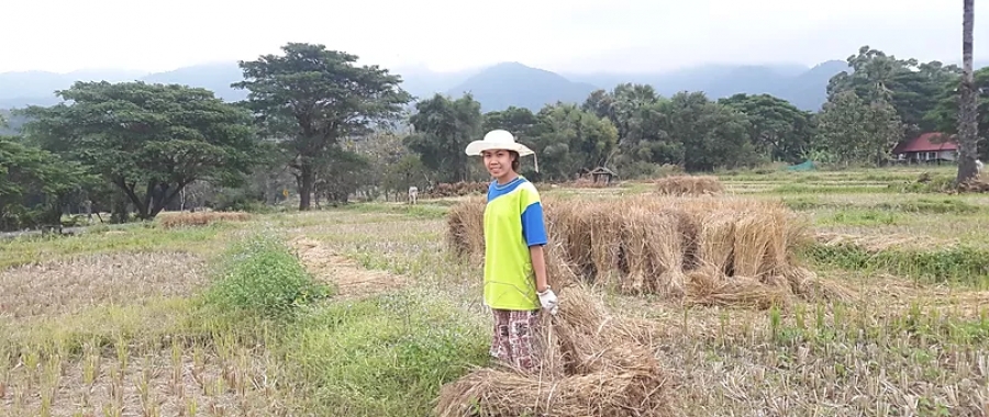 Fang Thai’s rice straw paper