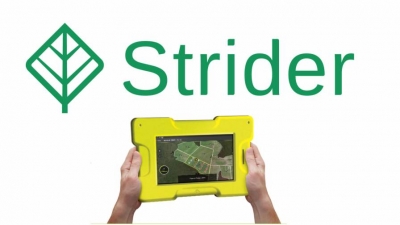 Strider