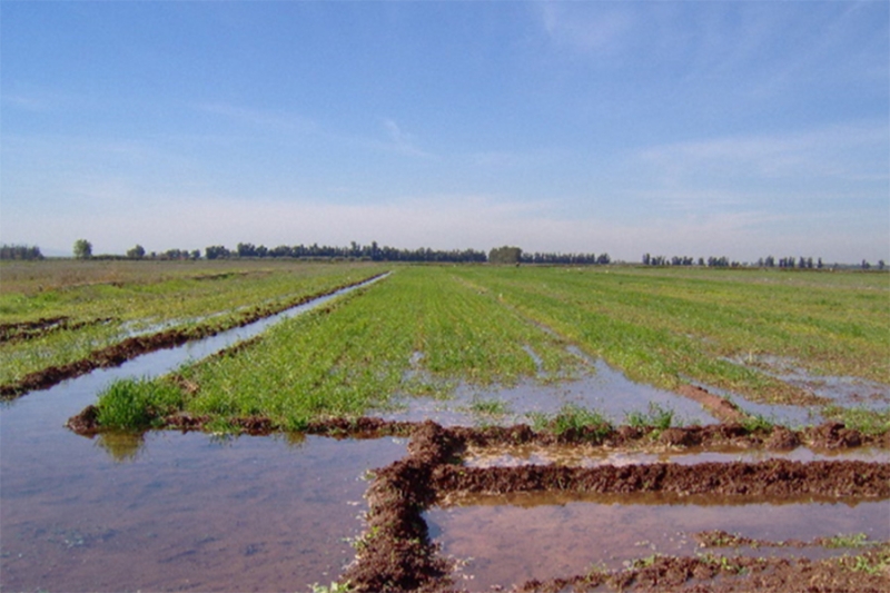 Deficit Irrigation