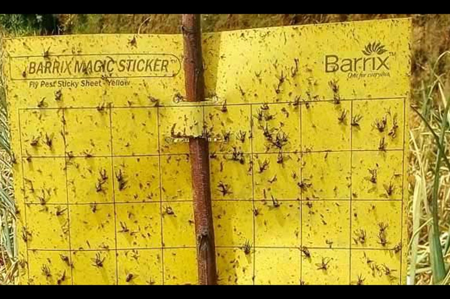 The Barrix Magic Sticker Chromatic Trap – Yellow