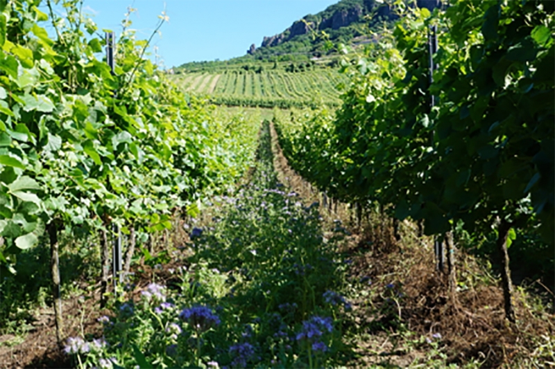 Soil protection in vineyards in Hungary