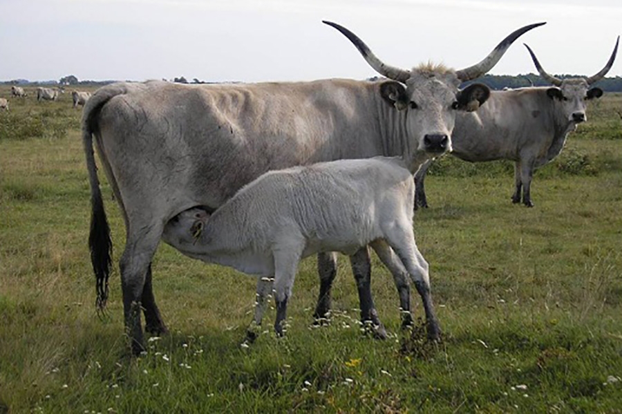 Système SMS sur le contrôle de l&#039;origine de la viande