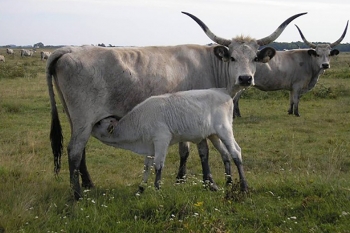 Syst&egrave;me SMS sur le contr&ocirc;le de l'origine de la viande