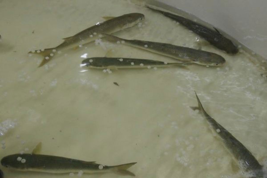 Latimeria’s Aquaculture System