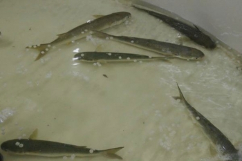 Syst&egrave;me d&rsquo;aquaculture de Latimeria